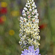 Wild Mignonette Flower Poster