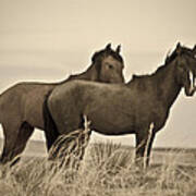 Wild Mustangs Of New Mexico 3 Poster
