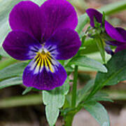 Wild Pansy In Purple Poster