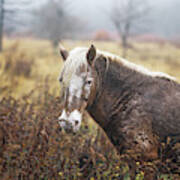 Wild Pony In Virginia Poster