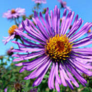 Purple Aster Wildflower Poster