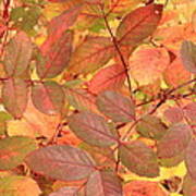 Wild Rose Leaves In Autumn Poster