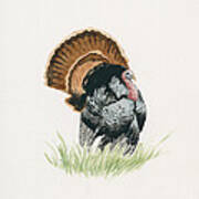 Wild Turkey Poster