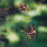 Wildcat With Kitten Poster