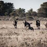 Wildebeest Give Chase, Kalahari Desert Poster