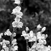 Wildflowers/bw1 Poster