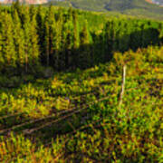 Wilson Peak In Summer Poster