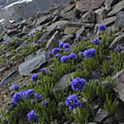 Wilson Peak Wildflowers Poster