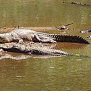 Windjana Crocodiles Poster