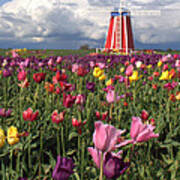 Windmill In The Tulips Poster