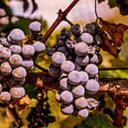 Wine Grapes On The Vine Poster