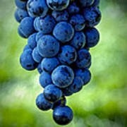 Wine Grapes Poster