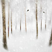Winter Birches Poster
