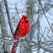 Winter Cardinal Poster