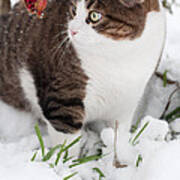 Winter Cat Poster