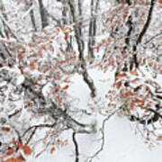 Winter European Beech Forest In Vosges Poster