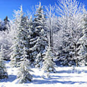 Winter Frosted Trees Poster