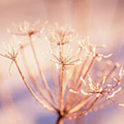 Winter Frozen Flower With Frost Poster