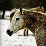 Winter Horse Poster