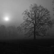 Winter Oak In Fog Poster