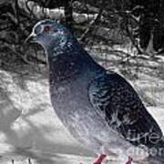 Winter Pigeon Poster