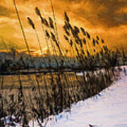 Winter Sunrise Through The Reeds - Artistic Poster