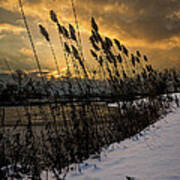 Winter Sunrise Through The Reeds Poster