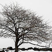 Winter Tree And Stones Poster