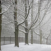 Winter Trees And Road Poster