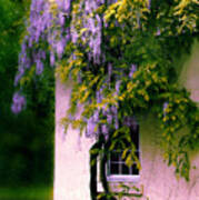 Wisteria Tree Poster