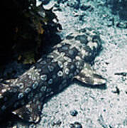 Wobbegong Poster