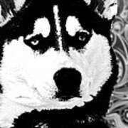 Wolf Dog Black  White B W Poster