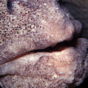 Wolf Eel Face Poster
