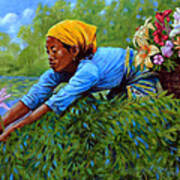 Woman Picking Flowers Poster