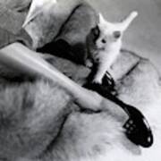 Woman's Feet Wearing Pumps With A Kitten Poster