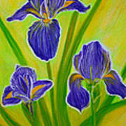 Wonderful Iris Flowers 3 Poster