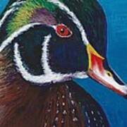 Wood Duck Poster