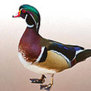 Wood Duck Duck Poster