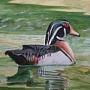 Wood Duck Poster