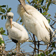 Wood Stork Adult With Young, Preening Poster