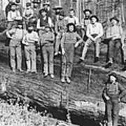 Woodcutters In California, 1891 Bw Photo Poster