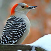 Woodpecker In Winter Poster
