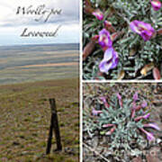Woolly-pod Locoweed Poster