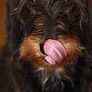 Working Dog Wirehaired Dachshund Poster