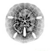 X-ray Of Sand Dollar Poster