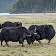 Yaks Fighting In Potatso National Park Poster