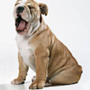 Yawning Bulldog Puppy Poster