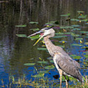 Yawning Heron Poster