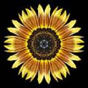 Yellow And Brown Sunflower Flower Mandala Poster