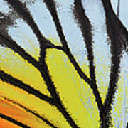 Yellow And Orange Butterfly Wing Poster